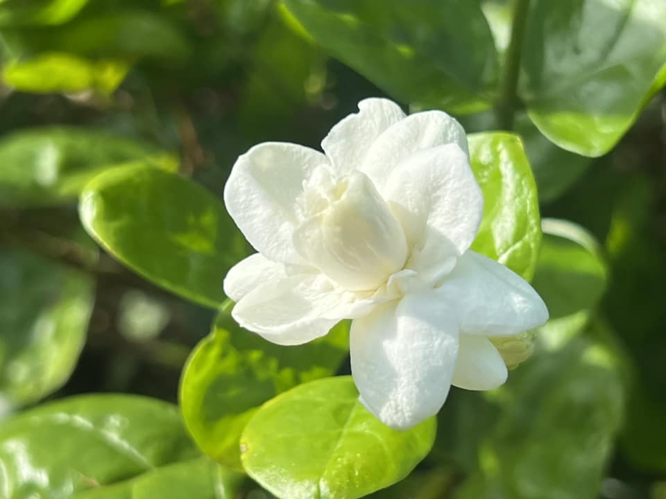 盛開的茉莉花